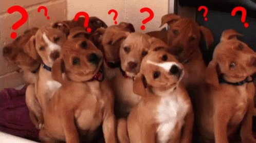 Confused Dogs GIF