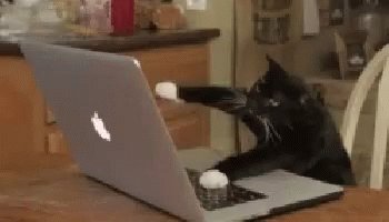 Computer Cat GIF