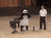 Panda Animal Trick GIF