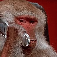 Monkey Phone Call GIF