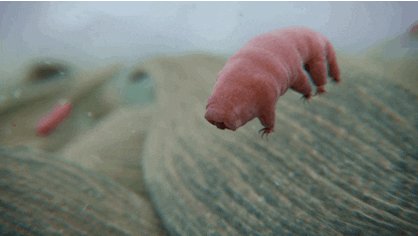 tardigrade GIF