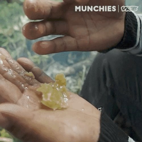 Mad honey is a wild honey that’s been documented as a poison, aphrodisiac, powerful medicine and hallucinogenic drug.
We traveled deep into the Annapurna mountains to join a Gurung village on their spring hunt. https://t.co/G9FLmXAqGY https://t.co/1eV87dWVZQ