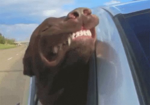 Dog With Head Out Window GIF