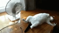 Cat Fan GIF