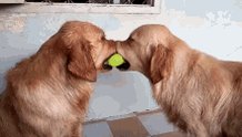 Dogs Ball GIF