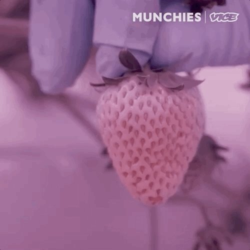 Singapore has only 1% of its land available for agriculture, so it imports 90% of its food requirements.
We visit the vertical farm start-up, Sustenir, to understand the future of food.
https://t.co/cxvtbvUFIA https://t.co/JkGiCTznRk