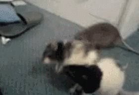 Rats Fight GIF