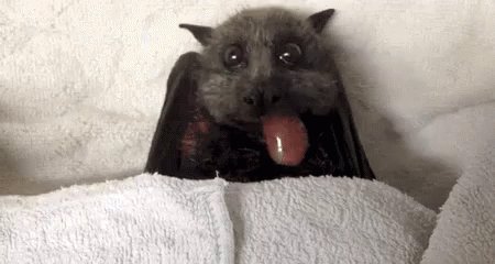Hungry Beautiful Baby Bat GIF