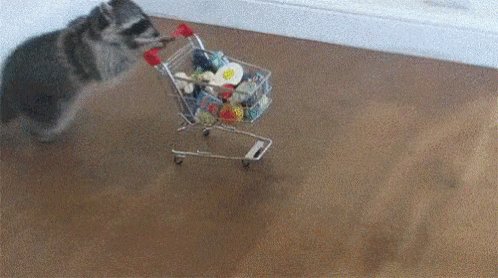 Raccoon Cute GIF