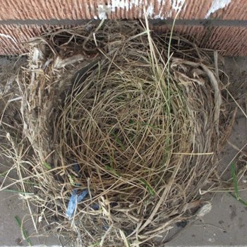 birds nest bird GIF