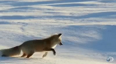 Fox Fail GIF