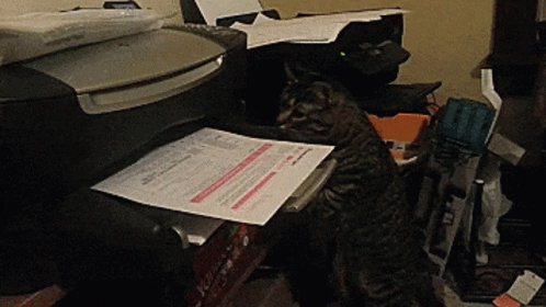 Office Cat GIF