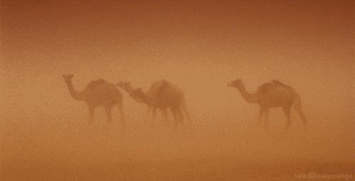 camel sahara GIF by Head Li...