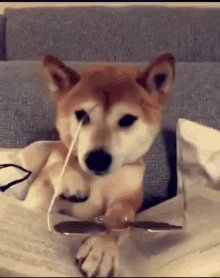 Dog Deal With It GIF