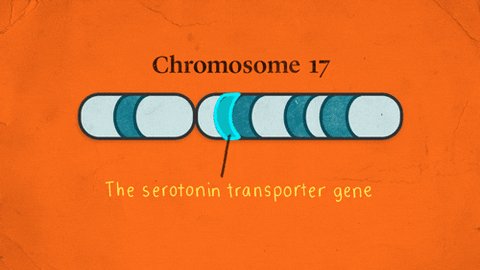 dna gene GIF by University ...