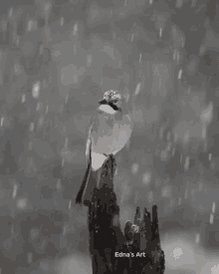 Bird And Snow GIF