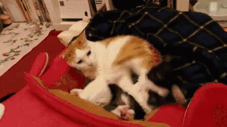 Kicked Out Cats GIF