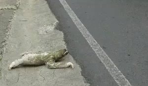 Sloth GIF