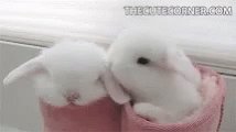 Bunny Cute GIF