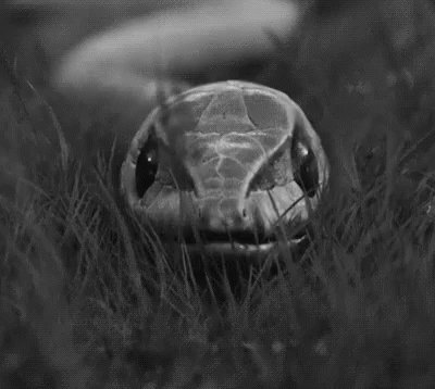 Snake Shedding GIF