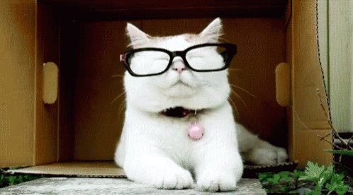 Cats In Glasses Smart Cat GIF