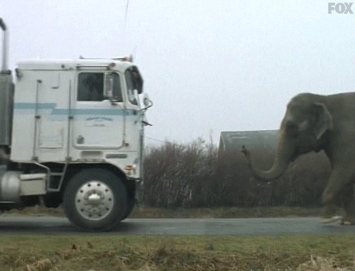 face to face elephant GIF b...