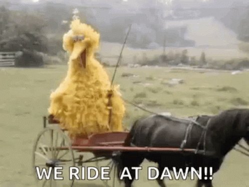 Buggy Horse And Buggy GIF