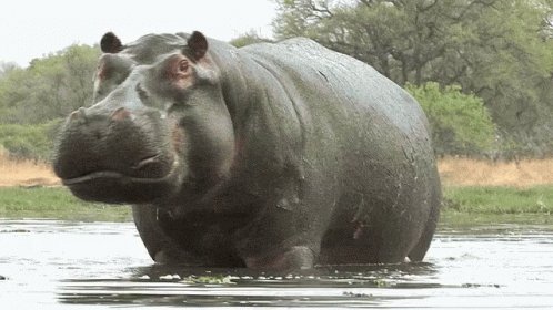 Hippo Animal GIF