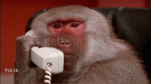 Telling Monkey GIF