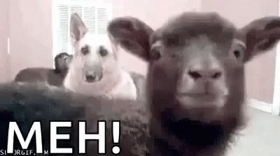 Funny Animals Goats GIF