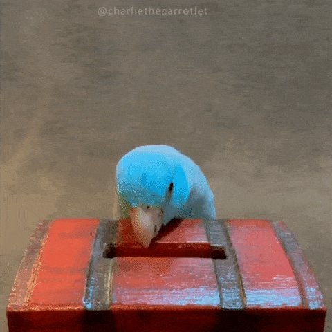 Money Bird GIF