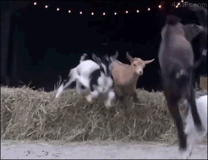 rad goats GIF