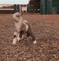 Happy Dancing GIF