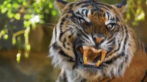TigerLawUK photo