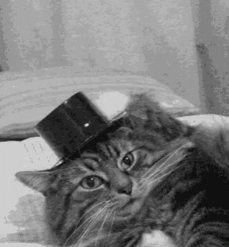 Cat Hat Off GIF