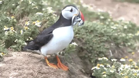 BirdLife_News photo