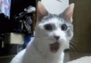 Amazed Cat GIF