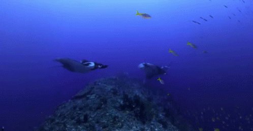 Swim Ocean GIF