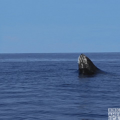 Bbc Earth Jump GIF by BBC A...