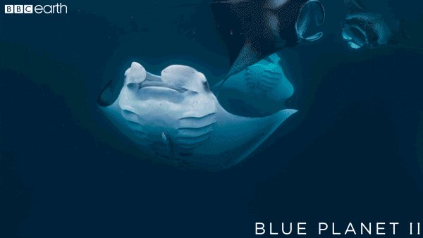 blue planet dance GIF by BB...