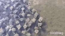 Invaders Manta Ray GIF