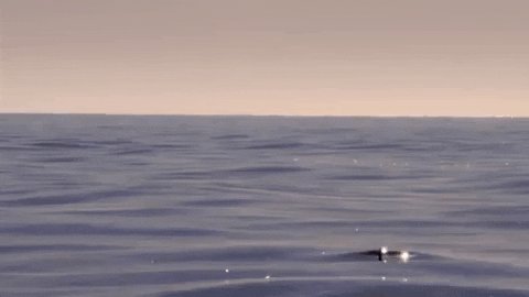 Jumping Marine Life GIF by ...