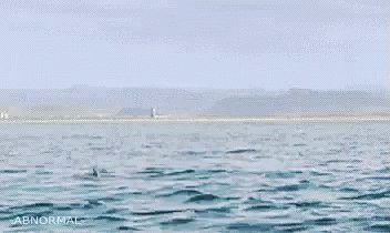 Stingray Jump GIF