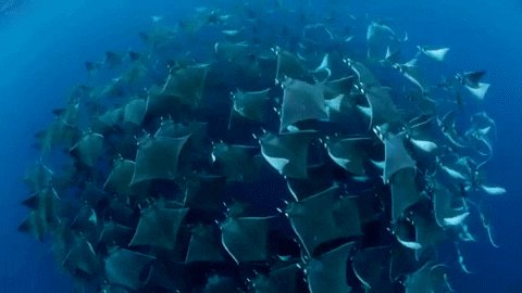 Mesmerizing Marine Life GIF...