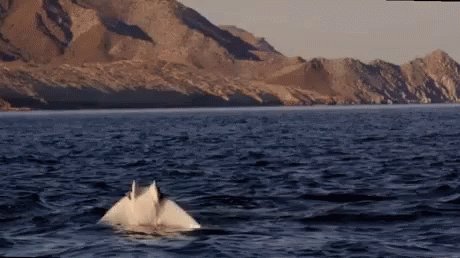 Sting Ray Jump GIF