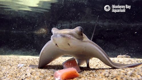 bat ray nom GIF by Monterey...