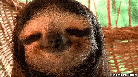 Hey There Good Morning Sloth GIF