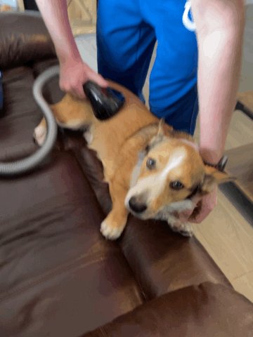 Bought a vacuume grooming kit on amazon for the boys. It’s amazing! #CorgiCrew https://t.co/9YYw7vrLiG