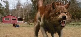 Wolf Twilight GIF