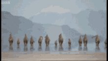 Diplodocus Herd GIF